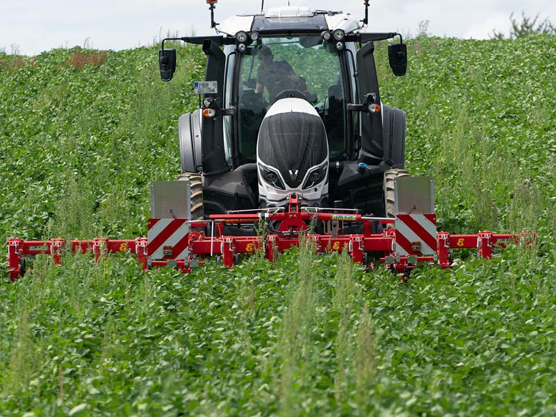 Valtra T4-Serie mit Einböck Hacke im Frontanbau im Maisbestand