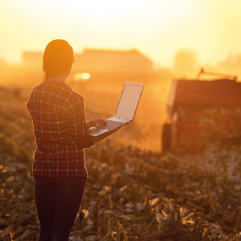 Sonnenuntergang Frau mit Notebook im Feld